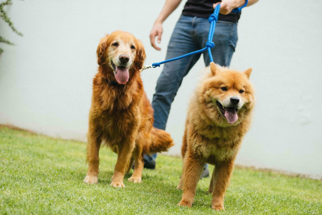 ¿Cuál es el perro más inteligente?