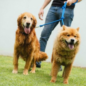 ¿Cuál es el perro más inteligente?