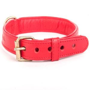 Collar para perro