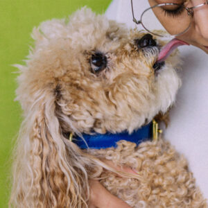 Collar para perro color azul