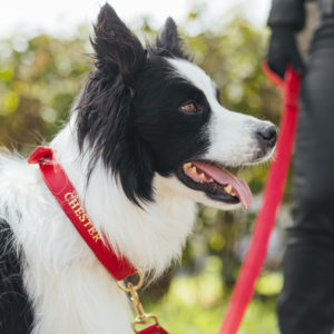 Collar para perro rojo
