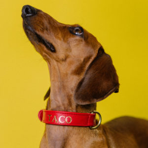 collares de piel para perro