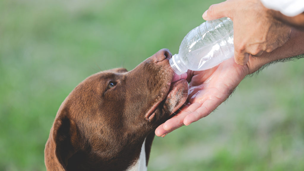 Golpes de calor en Perros