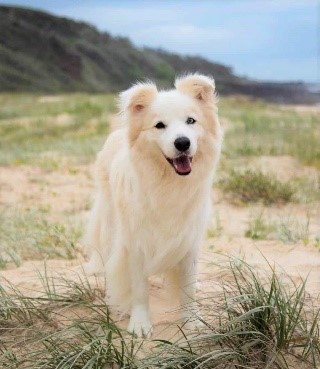 Border Collie Blanco