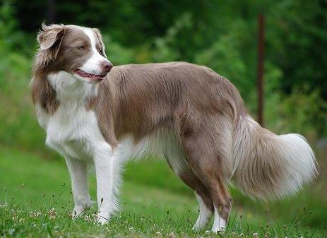 Border Collie Lila