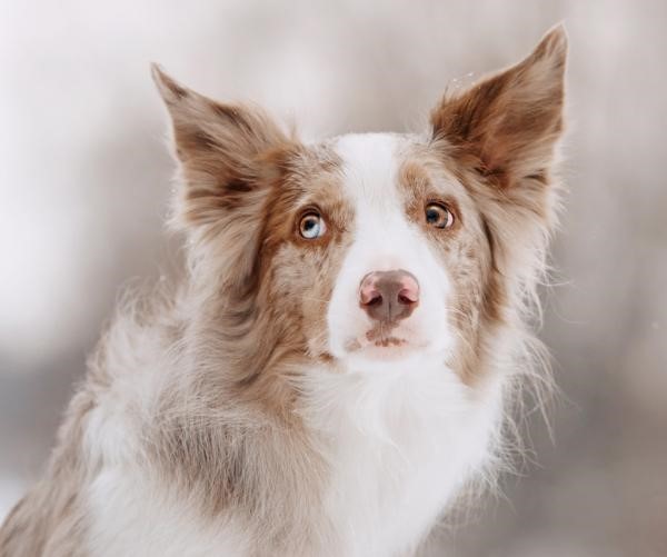 Border Collie Rojo Mirlo