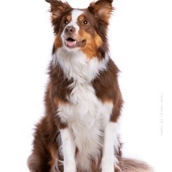 Border Collie Chocolate Tricolor