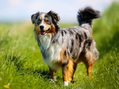 Border Collie Azul Mirlo Tricolor