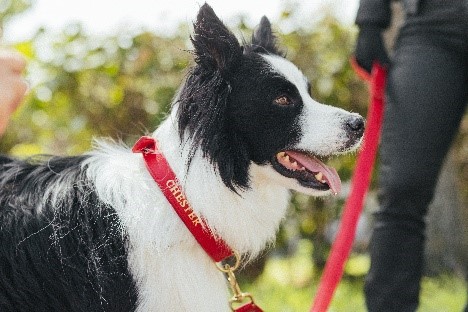 Borde Collie Negro con Blanco