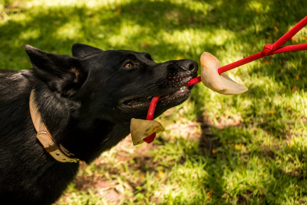 Errores que estás cometiendo con tu perro