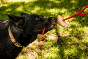 Errores que estás cometiendo con tu perro
