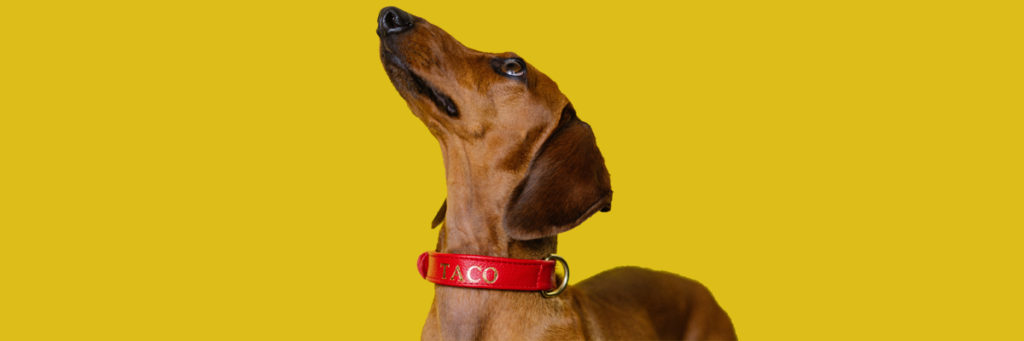 collares de piel para perro