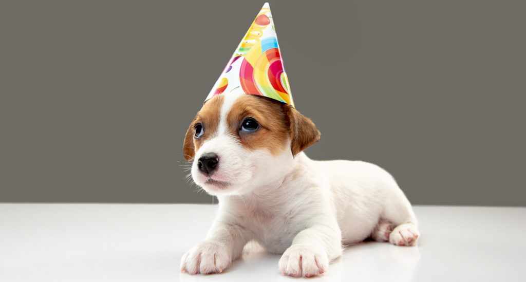 ¿Qué edad tiene mi perro en años humanos?