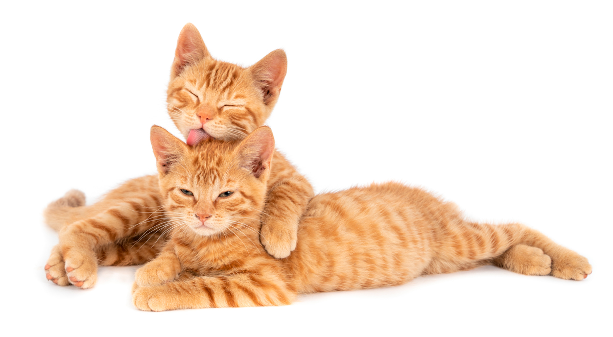 ¿Por qué los gatos ronronean?