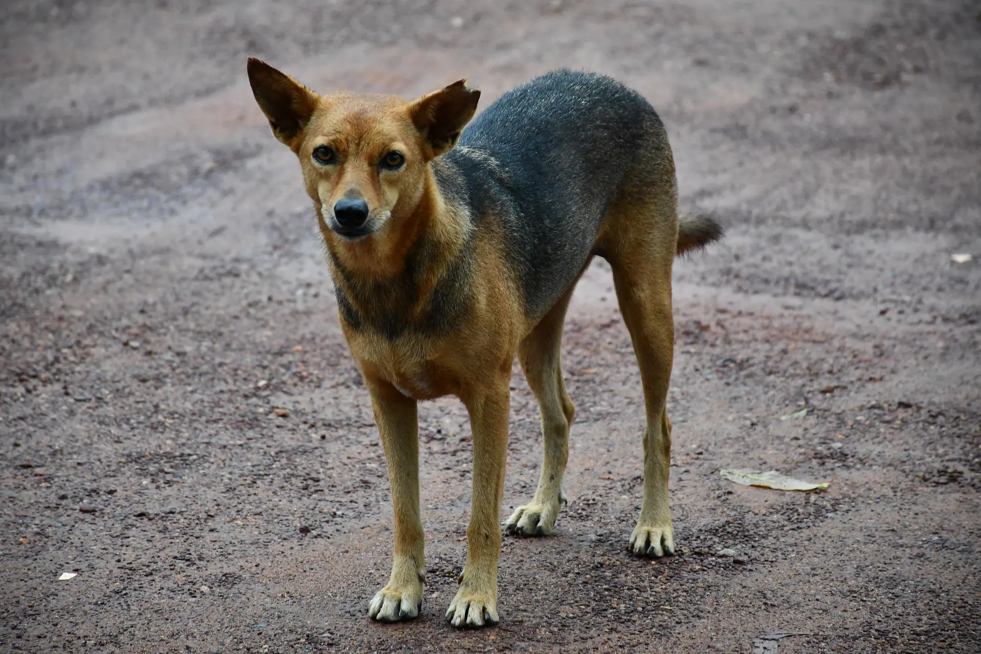 10 datos sobre los dachshund o “perro salchicha” - Mapek