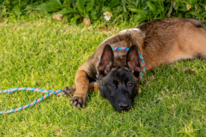 ¿Por qué mi perro se come sus heces?