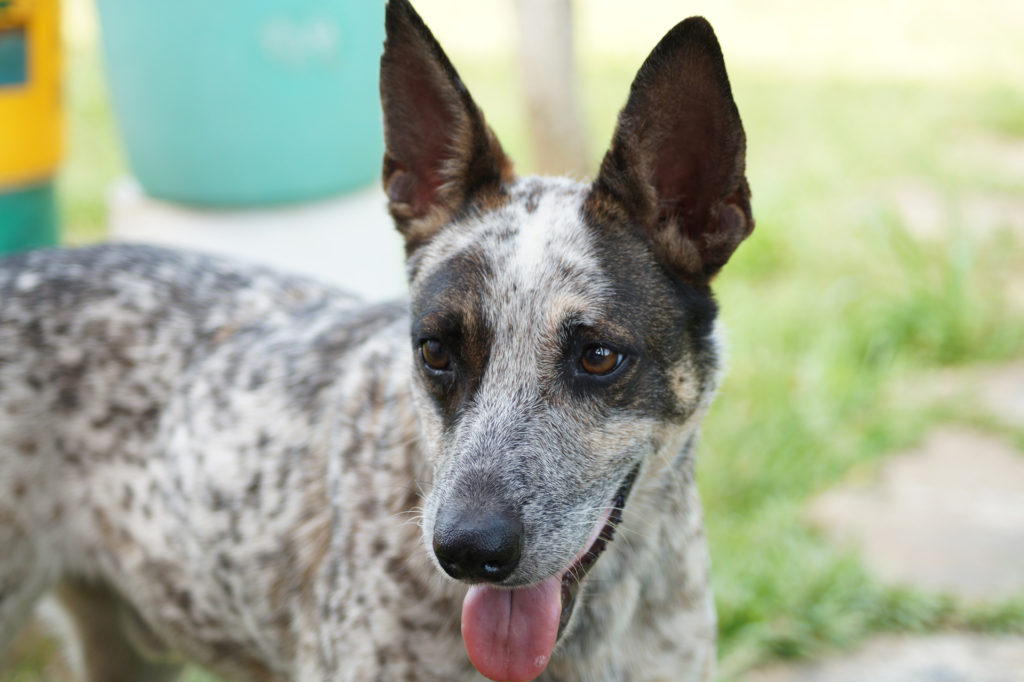 Datos sobre los perros pastor ganadero australiano