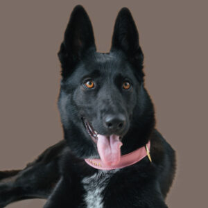 Collar para perro color rosa