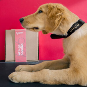 Collar de piel para perro