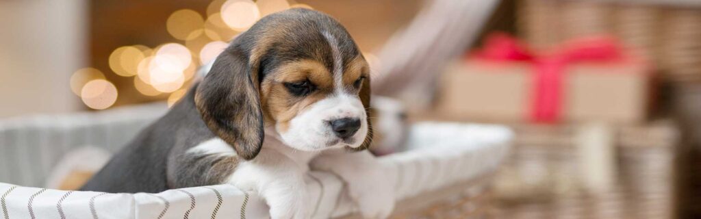 ¿Cuándo abren los ojos los perros?