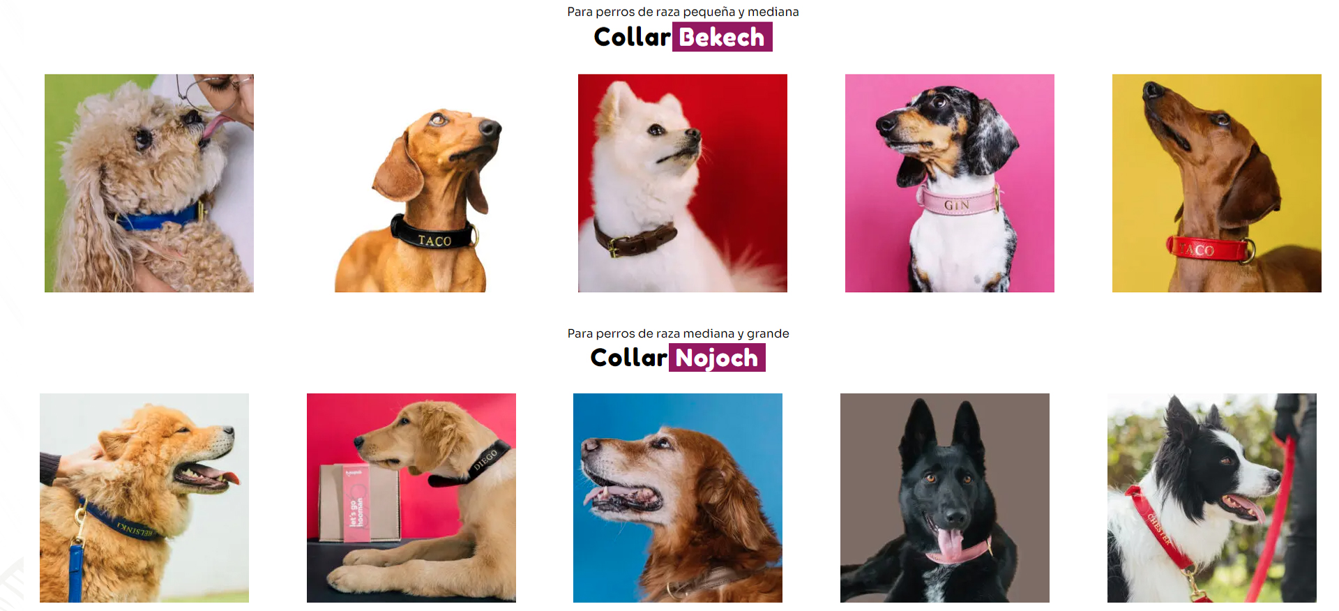 Collares personalizados para perros en león gto